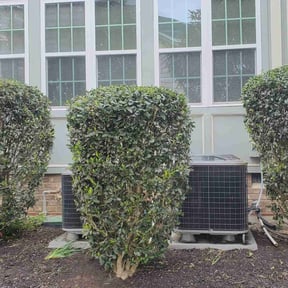 Bush Trimming by SAN ANTONIO LAWNS LLC reviewed on October 16, 2020