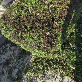 Bush Trimming by LSLTDallas/FortWorthTruGreen reviewed on August 28, 2024