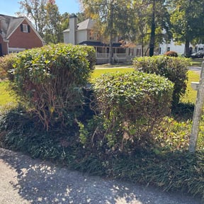 Bush Trimming by Carter Landscape Services reviewed on April 22, 2022