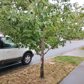 Bush Trimming by FRAMPTON'S LAWN SERVICE reviewed on May 13, 2022
