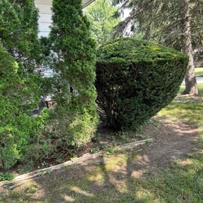 Bush Trimming by LSLTDallas/FortWorthTruGreen reviewed on April 4, 2025