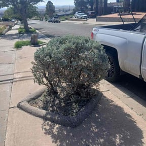Bush Trimming by Bushwackers LLC reviewed on October 20, 2022