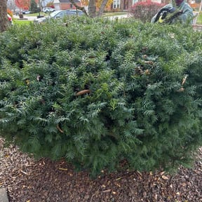 Bush Trimming by J&S Lawn and Landscape reviewed on August 3, 2022