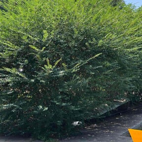 Bush Trimming by MVP Lawns reviewed on May 28, 2025