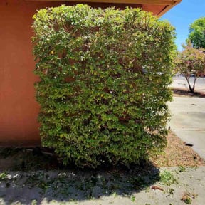 Bush Trimming by Parker Landscape & Maintenance reviewed on November 3, 2022