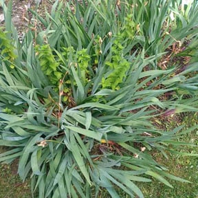 Flower Bed Weeding by Eusons Property Renovations reviewed on October 16, 2022