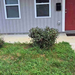 Bush Trimming by Js Lawn Care reviewed on August 22, 2024