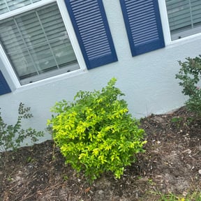 Bush Trimming by Laupola&#039;s Landscaping reviewed on May 25, 2025