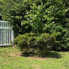 Bush Trimming by Residential maintenance reviewed on August 6, 2022
