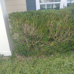 Bush Trimming by Paint by Ponch reviewed on December 7, 2020