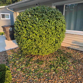 Bush Trimming by Wil Grass Company reviewed on May 13, 2025