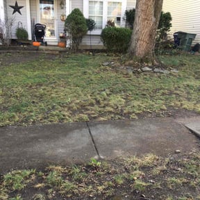 Leaf Removal by Liberty’s Stripes - Yard Professionals reviewed on September 2, 2024