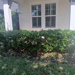 Bush Trimming by Dallas Enterprise LLC Lawn Care Services reviewed on June 13, 2025