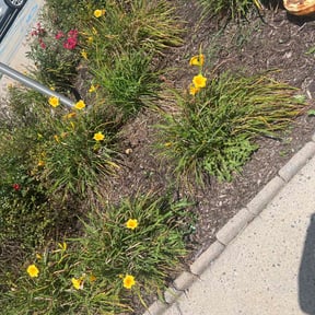 Flower Bed Weeding by Omar Norris reviewed on June 3, 2022