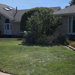 Bush Trimming by Silva lawn care reviewed on November 20, 2024