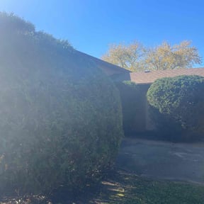 Bush Trimming by Yards_plus reviewed on July 31, 2022