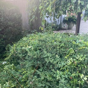 Bush Trimming by LSLTDallas/FortWorthTruGreen reviewed on June 26, 2025