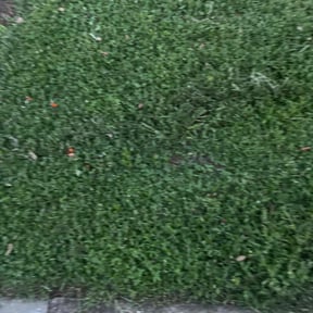 Flower Bed Weeding by Mcqueens lawn care reviewed on May 24, 2022
