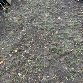 Leaf Removal by Billy Foster reviewed on June 21, 2022