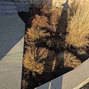 Weeding by LSLTDallas/FortWorthTruGreen reviewed on July 12, 2025