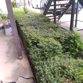 Bush Trimming by Perfectionist Landscape reviewed on June 13, 2025