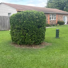 Bush Trimming by Breece Services reviewed on April 27, 2025
