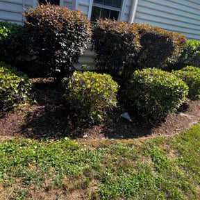 Bush Trimming by ST. JAMES PROFESSIONAL SERVICES GROUP LLC reviewed on September 22, 2024