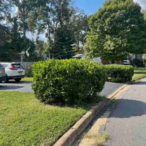 Bush Trimming by Thomas Lawn reviewed on February 25, 2025