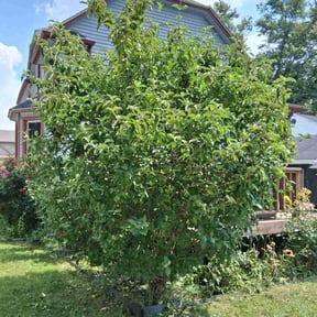 Bush Trimming by Green Earth Lawn and snow LLC reviewed on November 19, 2024