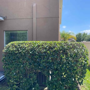 Bush Trimming by Hampton's Landscaping LLC reviewed on November 26, 2024