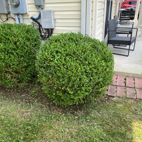 Bush Trimming by Krenik Lawn Services reviewed on April 28, 2025
