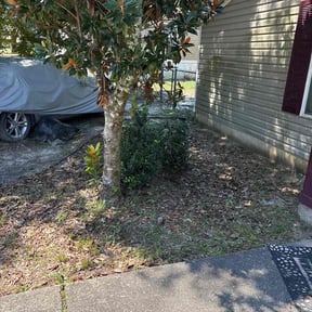 Bush Trimming by Philipp&#039;s Property Maintenance LLC reviewed on April 8, 2025