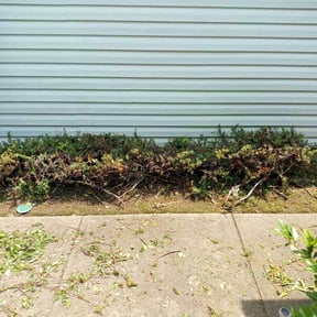 Bush Trimming by Stream Scene Landscaping reviewed on August 2, 2024