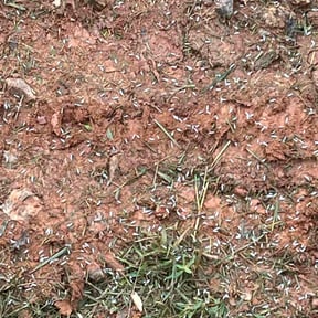 Lawn Seeding by WeHaul Lawn Care and Junk Removal reviewed on November 16, 2024