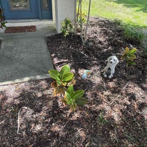 Weeding by NEW CREATION LAWN PROFESSIONALS reviewed on October 25, 2024