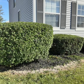 Bush Trimming by Chuyin's Lawn Care LLC reviewed on April 19, 2022
