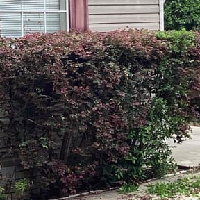 Bush Trimming by Sunnyside Landscape Solutions reviewed on June 26, 2025