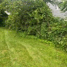 Bush Trimming by Betty Lawn Care reviewed on June 14, 2022