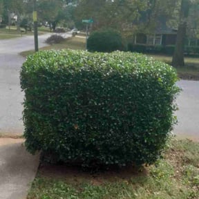 Bush Trimming by J.C. Lawn Service reviewed on May 3, 2019