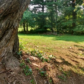Cleanups by Hargrove Lawn Care reviewed on June 18, 2022