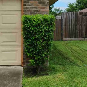 Bush Trimming by Fresh Cut Yard Workz reviewed on November 10, 2021