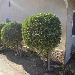 Bush Trimming by Enclave Landscape Management reviewed on May 31, 2022