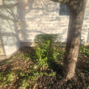 Bush Trimming by JD Diversified Construction reviewed on June 9, 2022