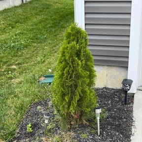 Bush Trimming by CNR Landscaping reviewed on August 24, 2024