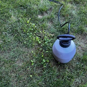 Weeding by Jays 3 The Hard Way reviewed on May 1, 2022