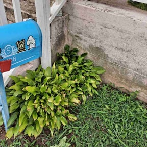 Flower Bed Weeding by Surwillo Lawn & Landscaping reviewed on September 17, 2024
