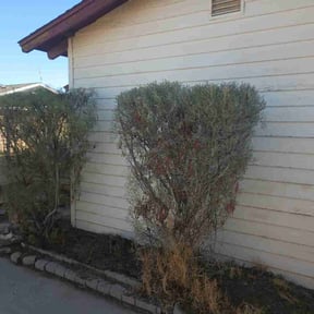 Bush Trimming by Easten's Lawncare & Engineering reviewed on June 12, 2021