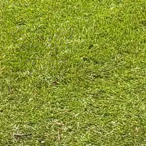 Weeding by Peter Camiolo reviewed on April 30, 2022