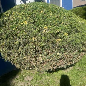 Bush Trimming by Planet one landscape & Lawncare, LLC reviewed on July 21, 2020