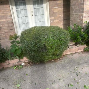 Bush Trimming by Q&R landscaping solutions reviewed on January 31, 2022